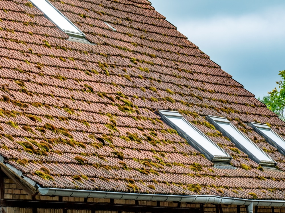 Mousse sur tuiles de toit : entretien, nettoyage et rénovation. Toit de tuiles anciennes rouge-brun, fortement couvert de mousse verte. Quatre fenêtres de toit modernes et gouttière. Nécessite nettoyage.